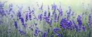 Lavender181x74