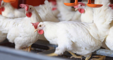 A&W is committing to improving and redesigning housing for egg laying hens within two years. A&W egg laying hens in enriched housing pictured. (A&W Food Services of Canada Inc.)