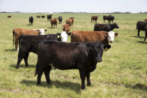 As one of the country's largest Canadian beef purchasers, McDonald's Canada, through its Verified Sustainable Beef Pilot, tracked the journey of nearly 9,000 head of Canadian cattle, or the equivalent of 2.4 million patties. (CNW Group/McDonald's Canada)
