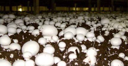 Highline Mushrooms is the largest operator in the mushroom industry in Canada, marketing approximately 58 million pounds (26.3 million kg) of mushrooms per year. (CNW Group/Highline Mushrooms)