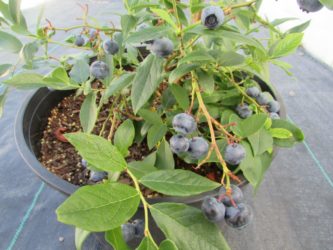 potted-blueberry-plant-close-up-1024x768