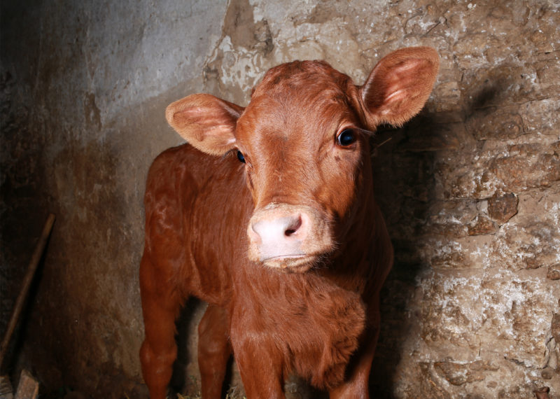 veal animal age veal animal age