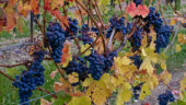 Grapes on the vine, fall, Niagara
