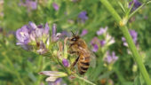 Bees_foraging_alfalfa_(1)