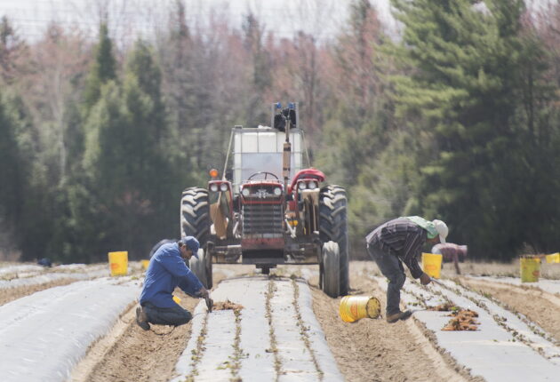 A recently-released report says Canada’s temporary foreign worker program is a “breeding ground” for contemporary types of slavery. Temporary foreign workers from Mexico plant strawberries on a farm in Mirabel, Que., Wednesday, May 6, 2020. THE CANADIAN PRESS/Graham Hughes
