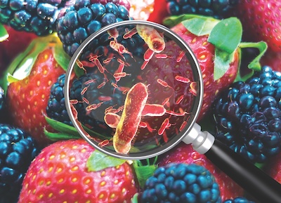 Climate change is causing frequent weather disruptions, which can provide more favourable breeding grounds for foodborne pathogens like e.coli and listeria. Photo © Giovanni Cancemi / Adobe Stock