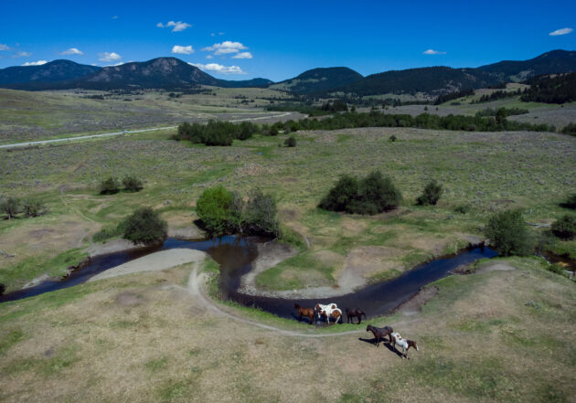 Horses stand in a creek on a ranch as temperatures reach 33 degrees Celsius near Kamloops, B.C., on Tuesday, June 1, 2021. THE CANADIAN PRESS/Darryl Dyck